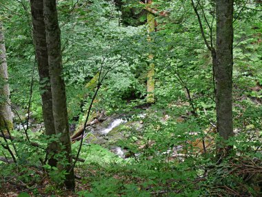Güzel şelaleler ormandaki Rusya'da şelaleler