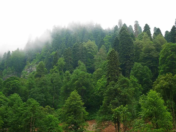 Hermosas Cascadas Bosque Cascadas Rusia — Foto de Stock