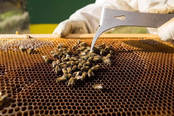 Arılar Bir Petek Üzerinde Arıcı — Stok fotoğraf