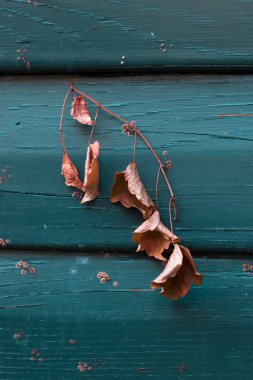 Ahşap arka plan veya duvar kağıdı mavi, doku ile kuru bitki bulanıklık