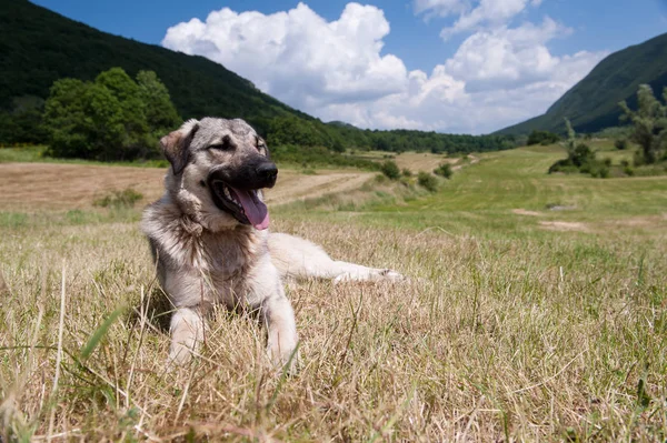 Büyük ücretsiz gri köpek vahşi çim döşeme