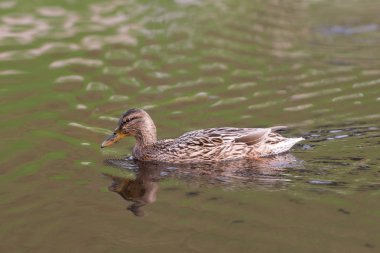 Göl bir suda yüzen ördek.