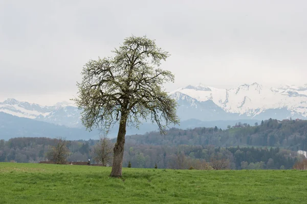 Solo Árbol Una Colina Con Montaña Nevada Pilatus Fondo Suiza —  Fotos de Stock