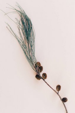 Botanik Yazdır, pembe bir pap üzerinde küçük koniler ile çam dalı