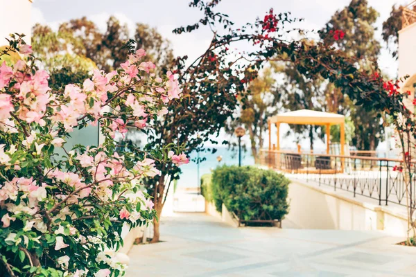 Готельний дворик з альтанкою, з квітучими кущами біля моря — стокове фото