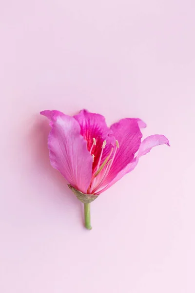 Flor de orquídea alas de mariposa Bauhinia, sobre un fondo rosa — Foto de Stock