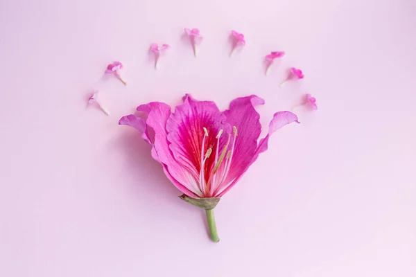 Flor de orquídea alas de mariposa Bauhinia, sobre un fondo rosa — Foto de Stock