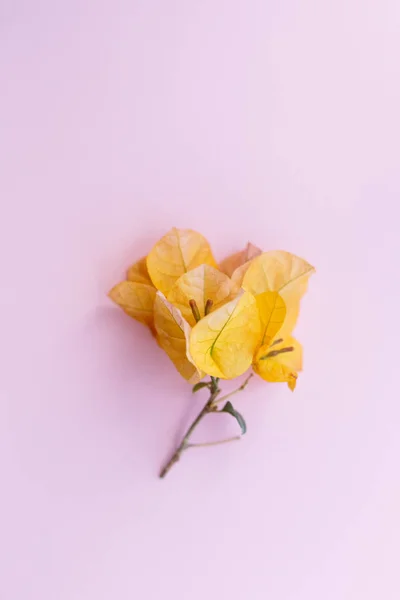 Postal de cartel creativo, flor de Bougainvillea amarilla en color — Foto de Stock