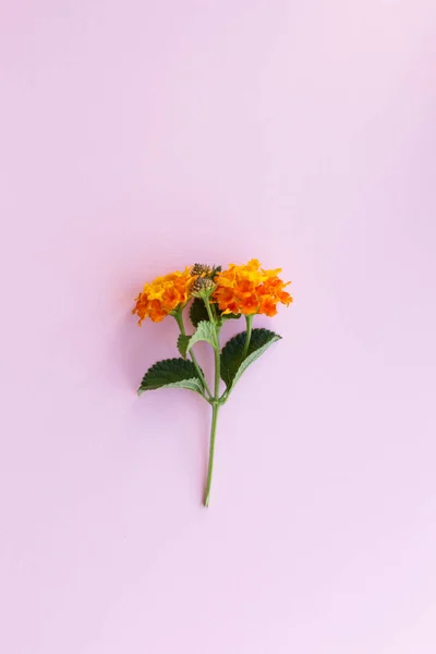 Tarjeta de felicitación creativa, flor naranja de Lantana en el color — Foto de Stock