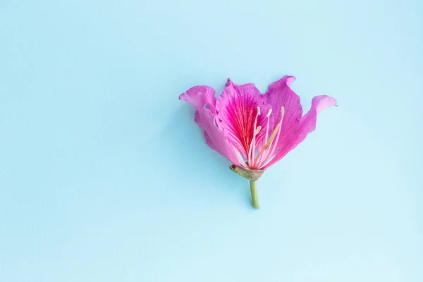 Flor de orquídea alas de mariposa Bauhinia, sobre un fondo azul — Foto de Stock