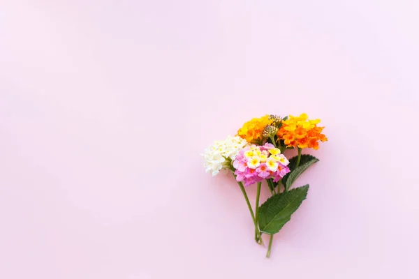 Tarjeta de felicitación creativa, una flor de Lantana en el color rosa — Foto de Stock