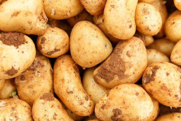 background texture many cyprus potatoes, top view close-up