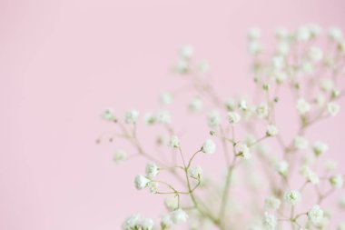 Gypsophila pembe yakın çekim, seçici odak, kopya alanı