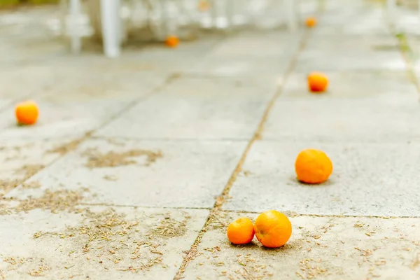 Mandarins estão maduros, deitados no chão em um dia de verão Imagens De Bancos De Imagens Sem Royalties
