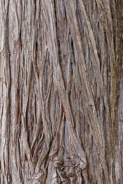 Textural background of brown bark of a tree — Stock Photo, Image