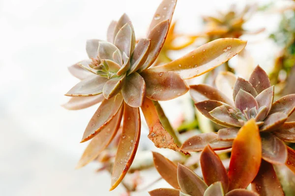 Plantas suculentas coloridas ao ar livre Imagens De Bancos De Imagens