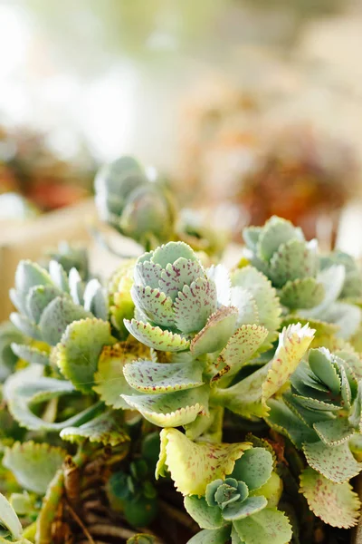 Plantas suculentas coloridas ao ar livre Fotos De Bancos De Imagens