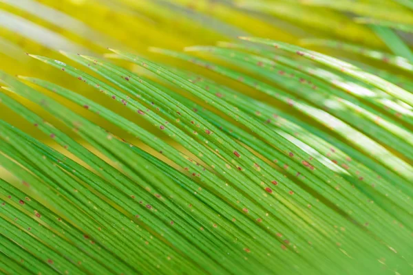 Fundo de textura de um ramo de uma palmeira close-up Fotos De Bancos De Imagens