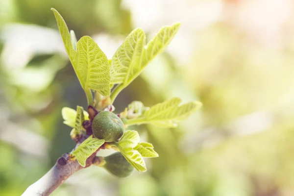 Ramo com frutos de figo verdes na primavera Imagens De Bancos De Imagens