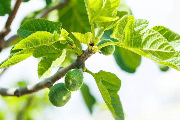 Ramo com frutos de figo verdes na primavera Fotos De Bancos De Imagens Sem Royalties