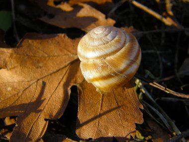 Sonbahar, yapraklı salyangoz. Gün batımında yaprağın üzerinde bir salyangoz kabuğu yatıyor..