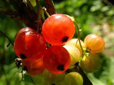 Güneşin yaktığı bir avuç olgun kuş üzümü.