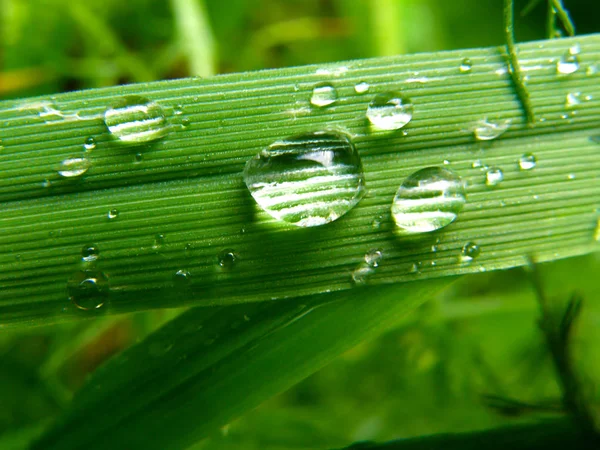On a long leaf of a flower, drops of water are kept after rain, which increase the surface structure of the leaf
