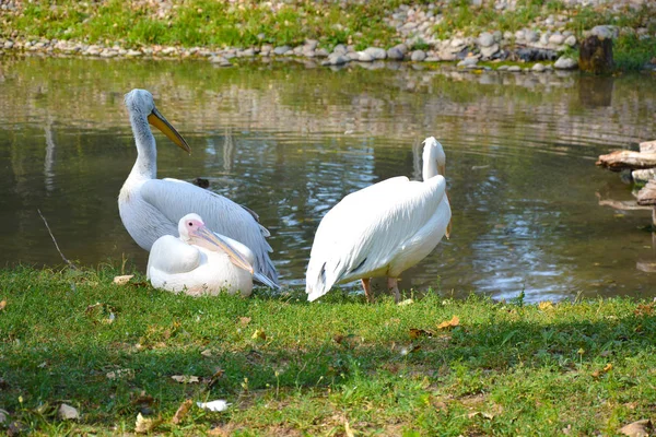 Hayvanat bahçesindeki bir grup pelikanın fotoğrafı çimlerin üzerinde dinleniyor.