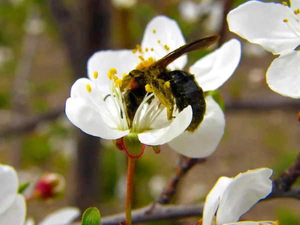 Bijen Een Bij Bestuift Een Bloem Verzamelt Stuifmeel — Stockfoto