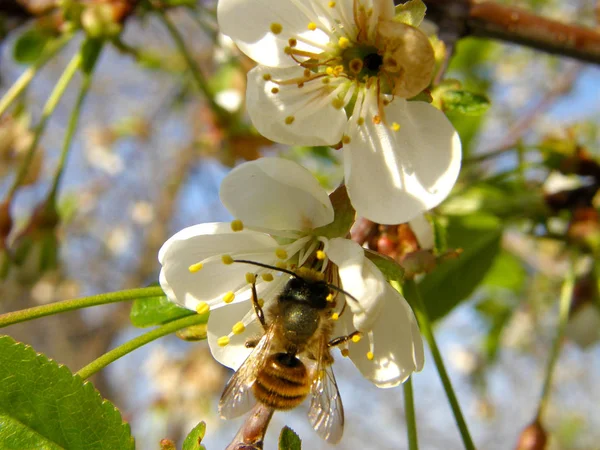 Arı. Arı çiçeği döller, polen toplar.