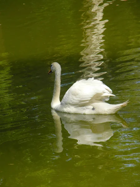 Swan Nada Estanque Zoológico —  Fotos de Stock