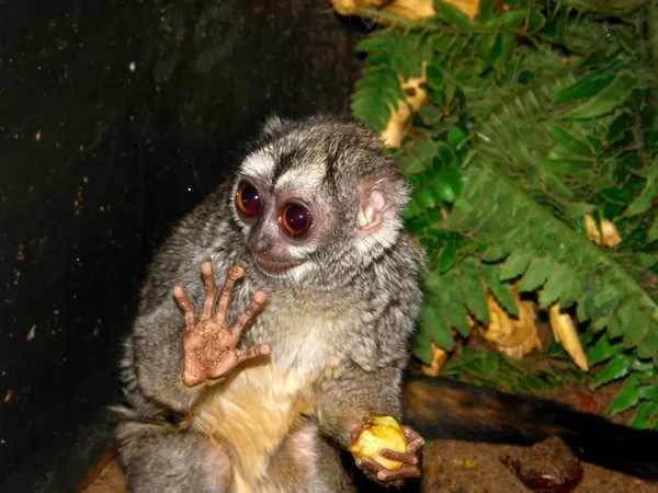 Hayvanat bahçesindeki küçük Lori elma yer.