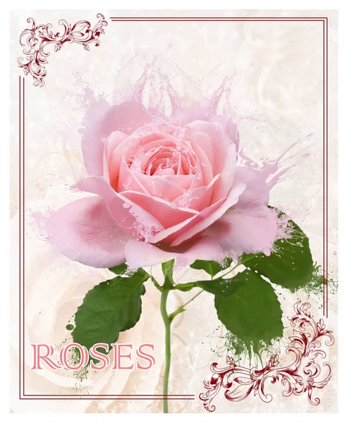 Collage Die Auf Der Basis Einer Rosenblume Entstanden Ist Tropfen — Stockfoto