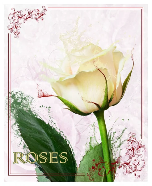 Collage Created Basis Rose Flower Drops Same Color Flow Rose — Stock Photo, Image
