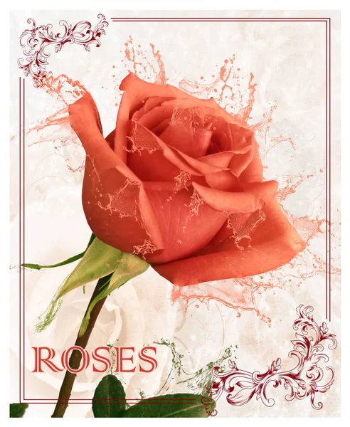 Kolaj bir gül çiçeğine dayanır. Gül yaprakları ve yapraklardan aynı renk damlaları akar. Arka planda, klasik tarzda monokromatik bir görüntü. Resim tasarımda kullanılabilir.