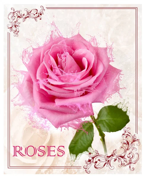 Collage Created Basis Rose Flower Drops Same Color Flow Rose — Stock Photo, Image