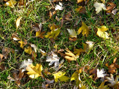 Çimenlerin sonbahar arkaplanı ve düşen sarı yapraklar.   