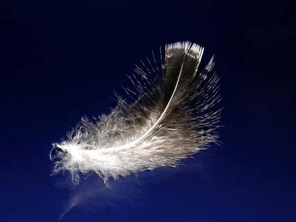 Kuş tüyü pürüzsüz mavi bir zeminde uzanıyor, gölge düşüyor ve bir yansıma oluşuyor.   