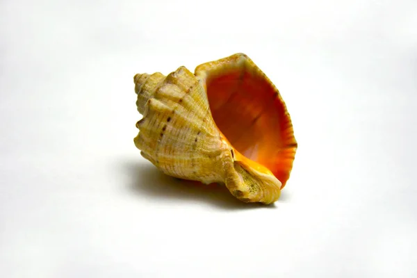 Inverted Sea Mollusk Shell White Background — 스톡 사진