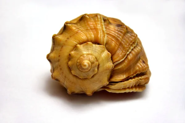 Sea mollusk shell on a white background