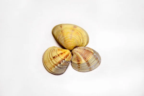 Set Clam Shell Shells Stacked Shape White Background — Stock Photo, Image