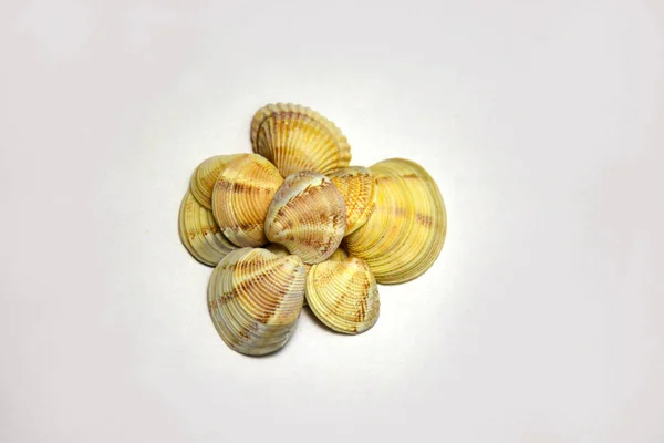Preparado Concha Molusco Conchas São Empilhadas Uma Forma Fundo Branco — Fotografia de Stock