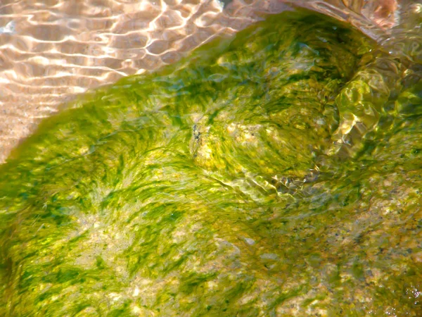 Algues Sur Une Pierre Sur Une Rivière Sous Eau Côté — Photo