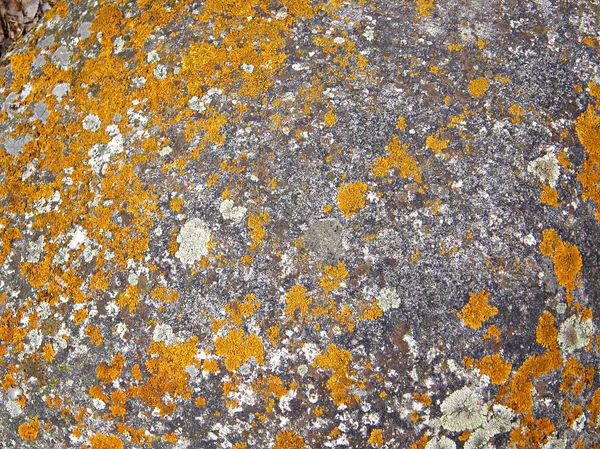 Farklı tonlarda benekleri olan bir taşın üzerinde yosun yetişiyor..