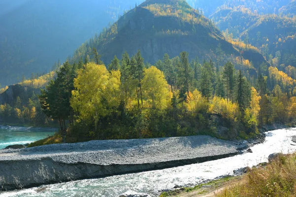 Tayga nehri. Dağların arasındaki nehir. Tayga arasında akan nehir. Orman. Altai..