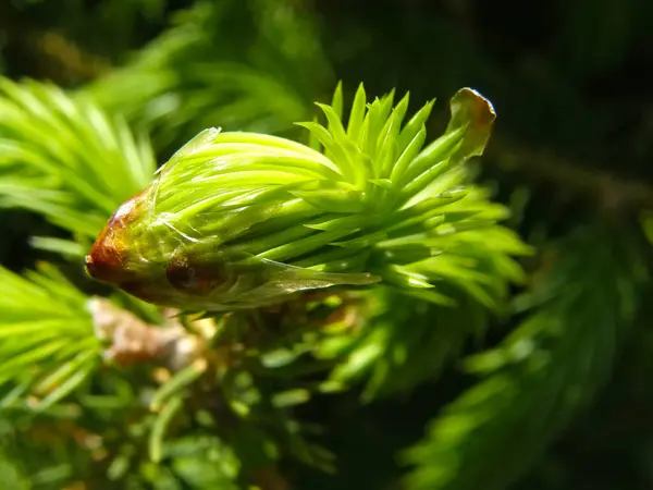 Retratado Tiro Novo Somente Florescendo Galho Conifer — Fotografia de Stock