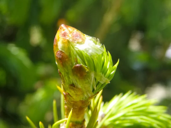 Genç bir ağaç dalının filizlenen tek filizlenmesidir.