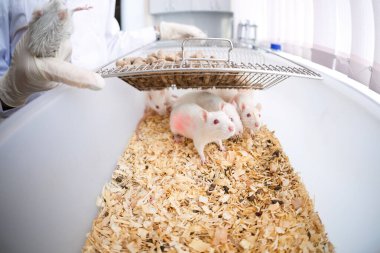 Laboratuvarda laboratuvar fareleri.