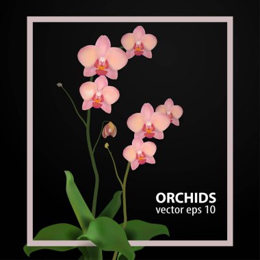 Gül çiçek orkide vektör çizim