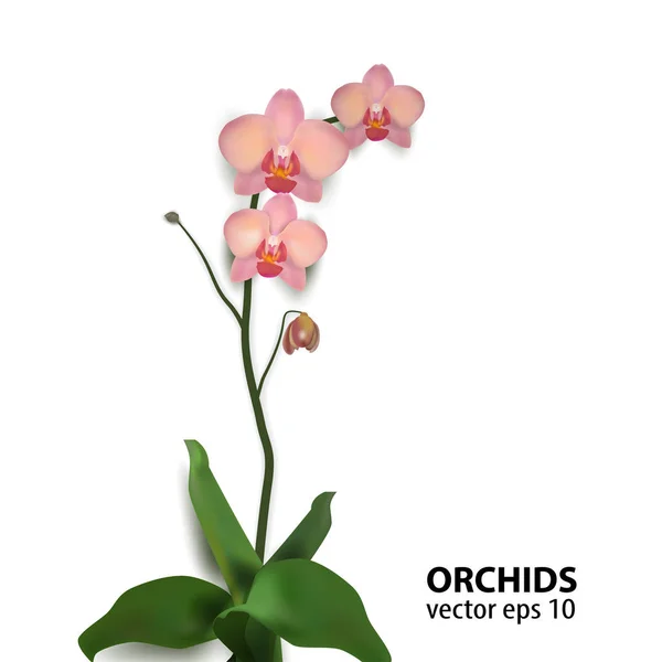 Fiore orchidee vettoriale illustrazione rosa — Vettoriale Stock